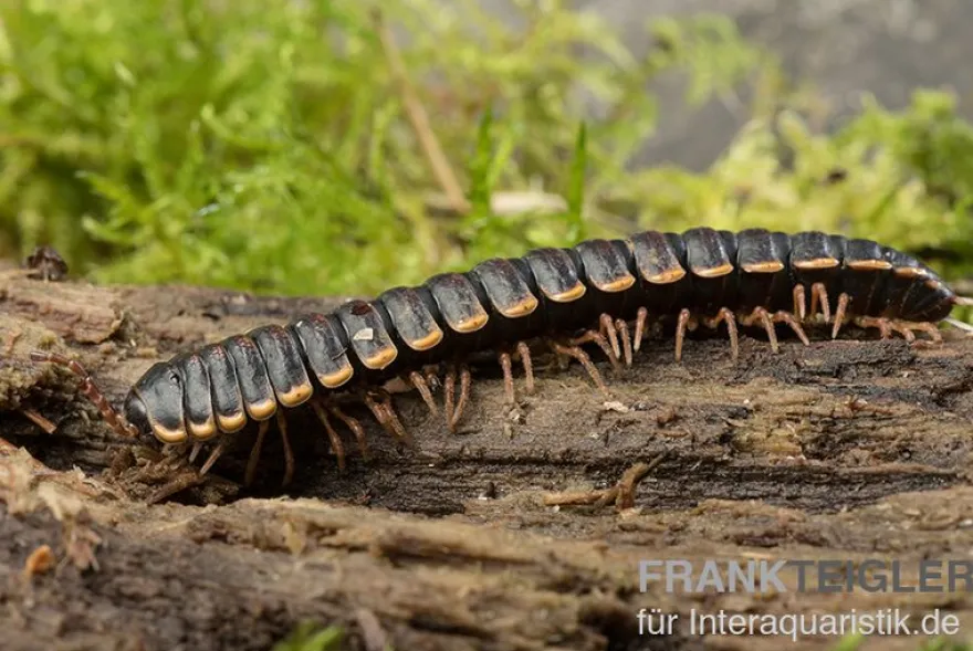 Goldrand-Bandfüßer, Coromus diaphorus
