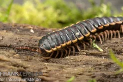 Goldrand-Bandfüßer, Coromus diaphorus