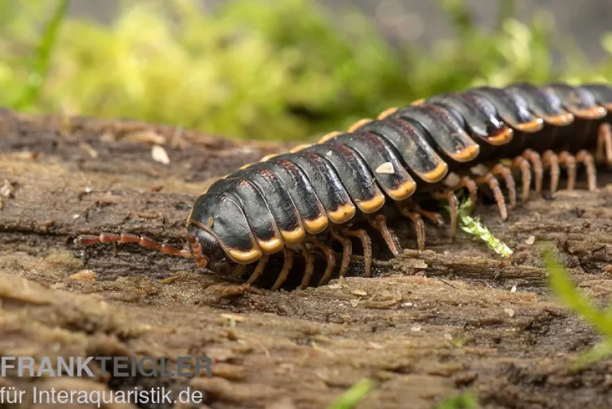 Goldrand-Bandfüßer, Coromus diaphorus