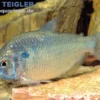 Goldrücken-Trauermantelsalmler, Gymnocorymbus socolofi