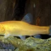 Goldschleie, Tinca tinca (Kaltwasser), 7-10 cm
