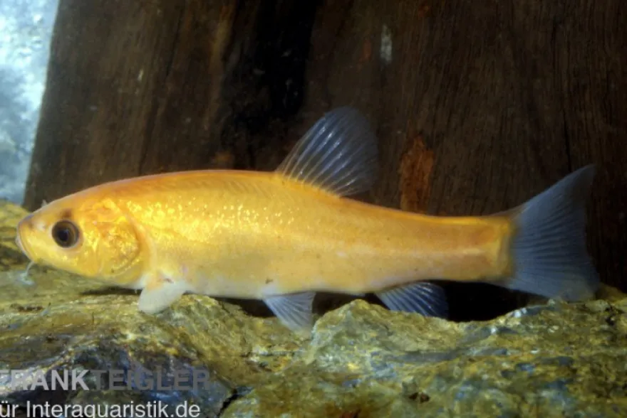 Goldschleie, Tinca tinca (Kaltwasser), 7-10 cm
