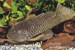 Goldstachel-Breitkopfharnischwels, L56, Parancistrus aurantiacus, 6-8 cm