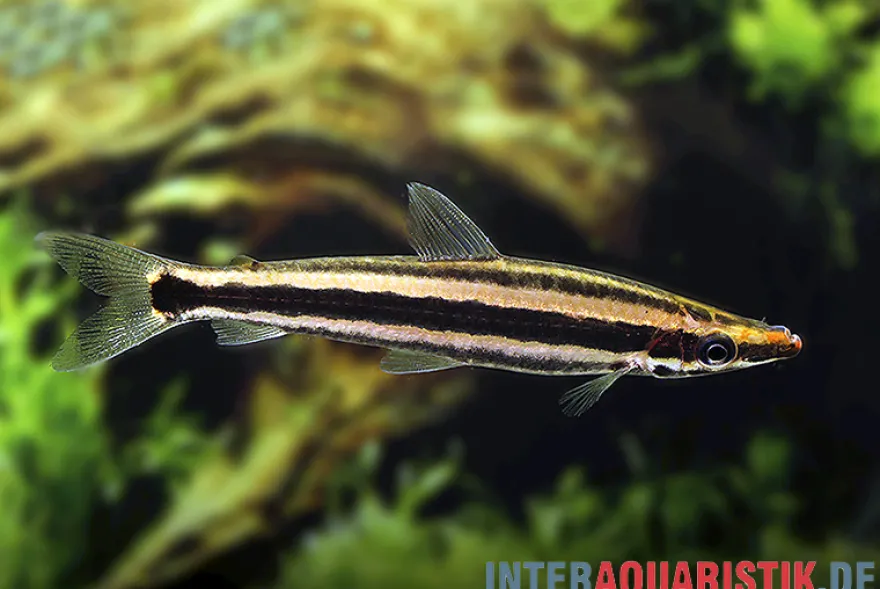 Goldstreifen-Kopfsteher, Anostomus ternetzi