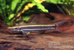 Goldstreifen-Kopfsteher, Anostomus ternetzi