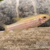 Gold-Zebrabärbling, Brachydanio rerio gold