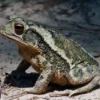 Golfküstenkröte, Incilius valliceps (Bufo valliceps)