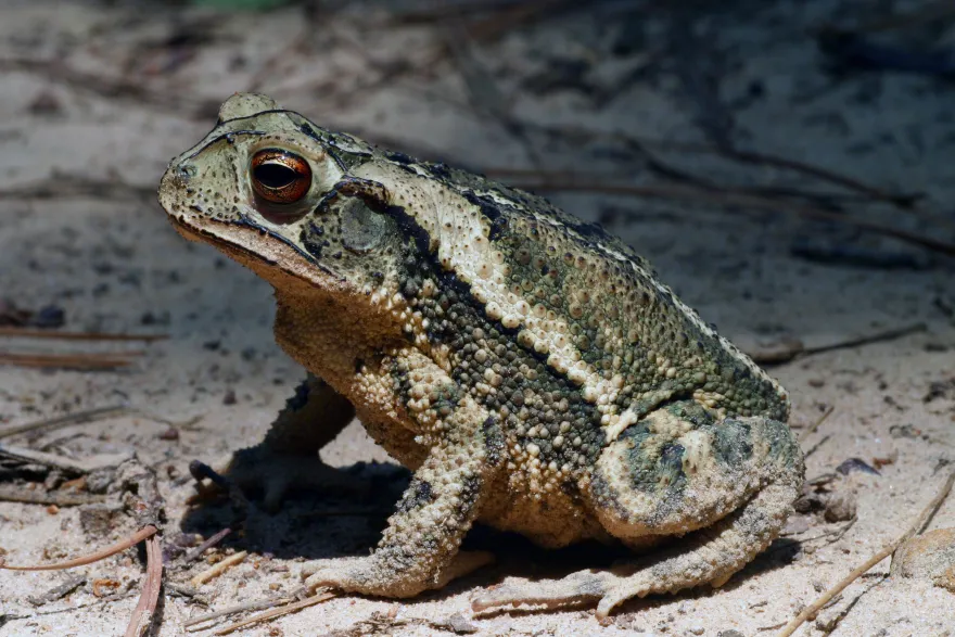 Golfküstenkröte, Incilius valliceps (Bufo valliceps)