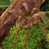 Goliath-Vogelspinne, Theraphosa stirmi
