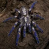 Gooty-Saphir-Ornamentvogelspinne, Poecilotheria metallica