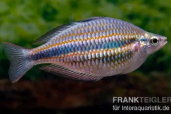 Goydor-River-Regenbogenfisch, Melanotaenia trifasciata "Goydor River", 4-6 cm DNZ
