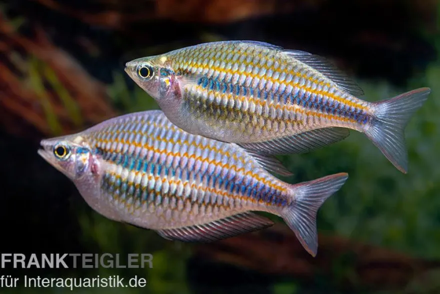 Goydor-River-Regenbogenfisch, Melanotaenia trifasciata "Goydor River", 4-6 cm DNZ