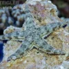 Grabender Seestern, Archaster typicus