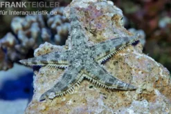 Grabender Seestern, Archaster typicus