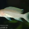 Gracilis-Buntbarsch, Neolamprologus gracilis, 4-5 cm DNZ