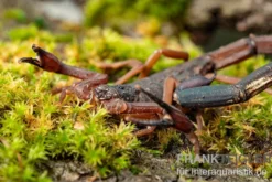 Gracilis-Skorpion, Centruroides gracilis