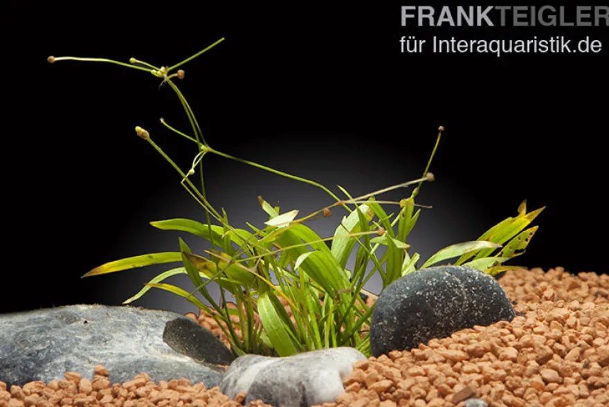 Grasartige Zwergschwertpflanze, Helanthium tenellum "Green", im Topf