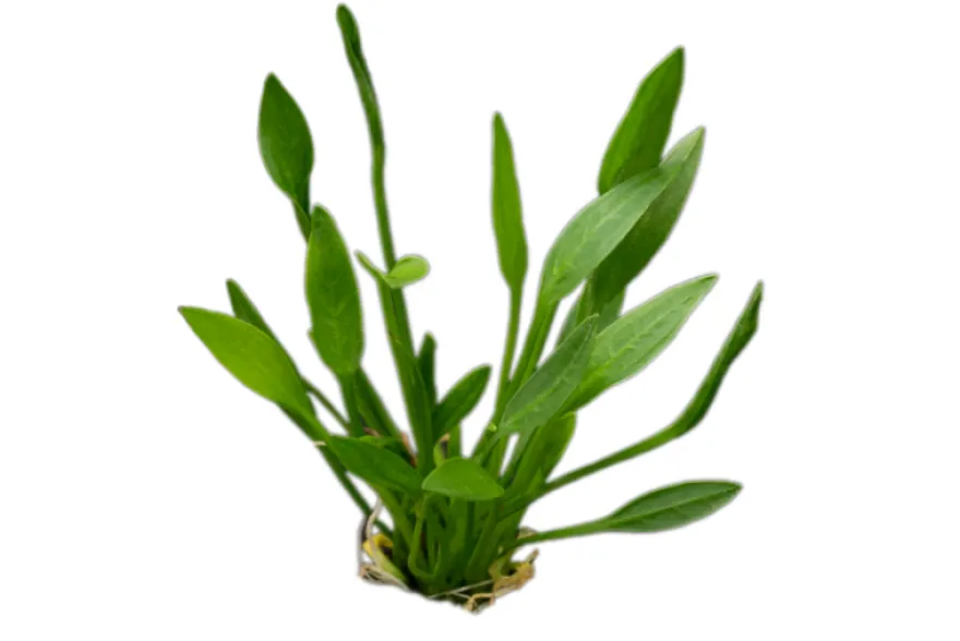 Grasartige Zwergschwertpflanze, Helanthium tenellum "Green", im Topf