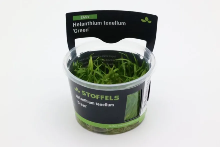 Grasartige Zwergschwertpflanze, Helanthium tenellum "Green", In Vitro
