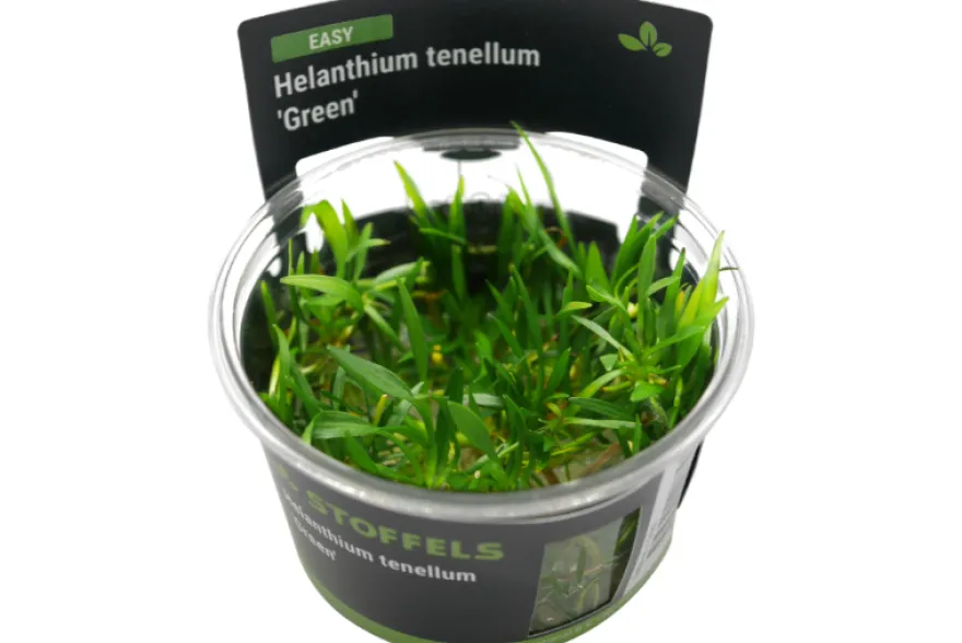 Grasartige Zwergschwertpflanze, Helanthium tenellum "Green", In Vitro