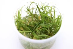 Grasartige Zwergschwertpflanze, Helanthium tenellum