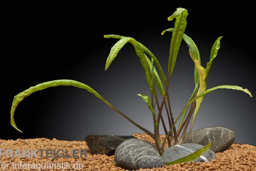 Grasblättriger Wasserkelch, Cryptocoryne crispatula, In Vitro