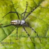 Grass Cross Spider, Argiope catenulata (Wespenspinne)