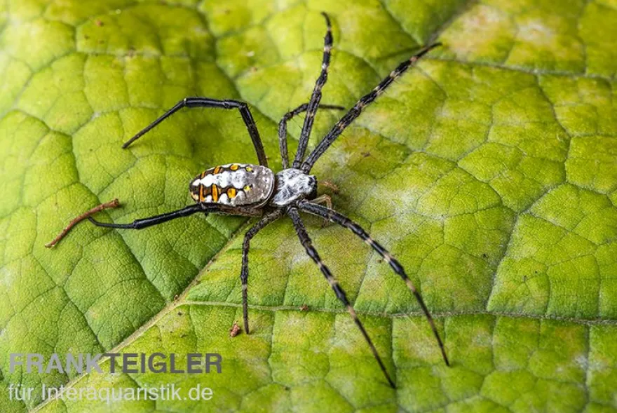 Grass Cross Spider, Argiope catenulata (Wespenspinne)