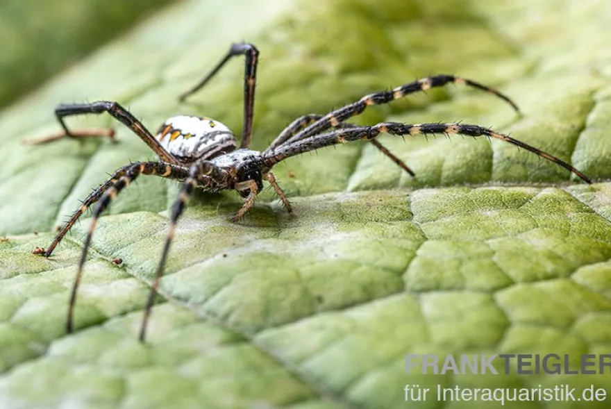 Grass Cross Spider, Argiope catenulata (Wespenspinne)