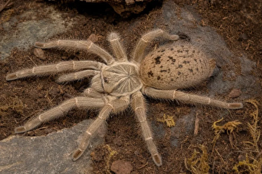 Graue Pavian-Vogelspinne, Pterinochilus lugardi