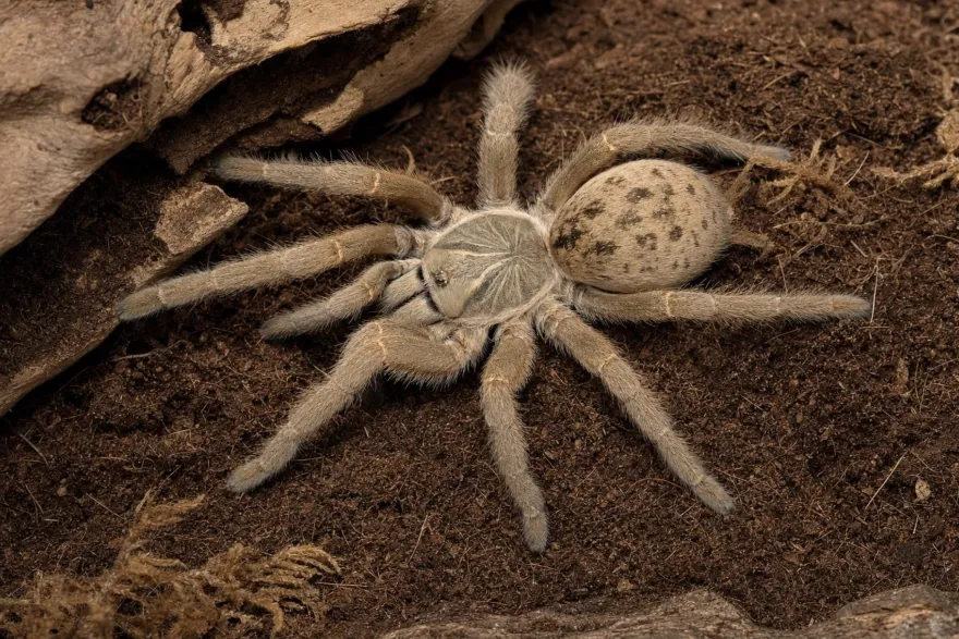 Graue Pavian-Vogelspinne, Pterinochilus lugardi