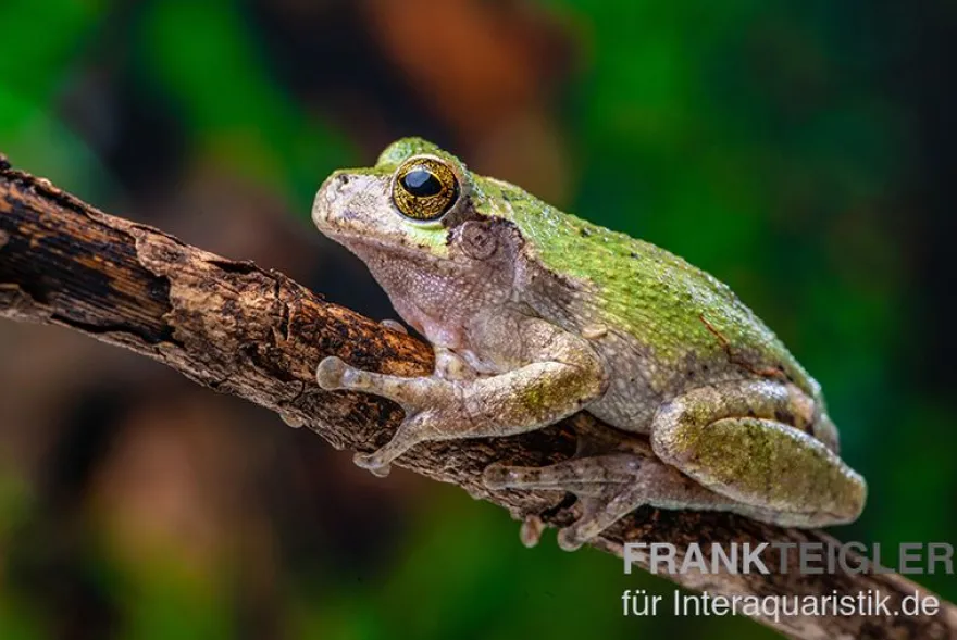 Grauer Laubfrosch, Hyla versicolor