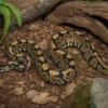 Gravel-Königspython, Python regius