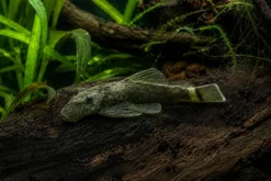 Green Dragon Antennenwels, Ancistrus sp. „Green Dragon“