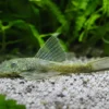 Green Dragon Antennenwels Long Fin, Ancistrus sp. „Green Dragon“