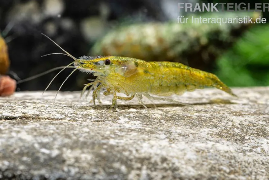 Green Fire Shrimp, Neocaridina davidi "Green Fire"