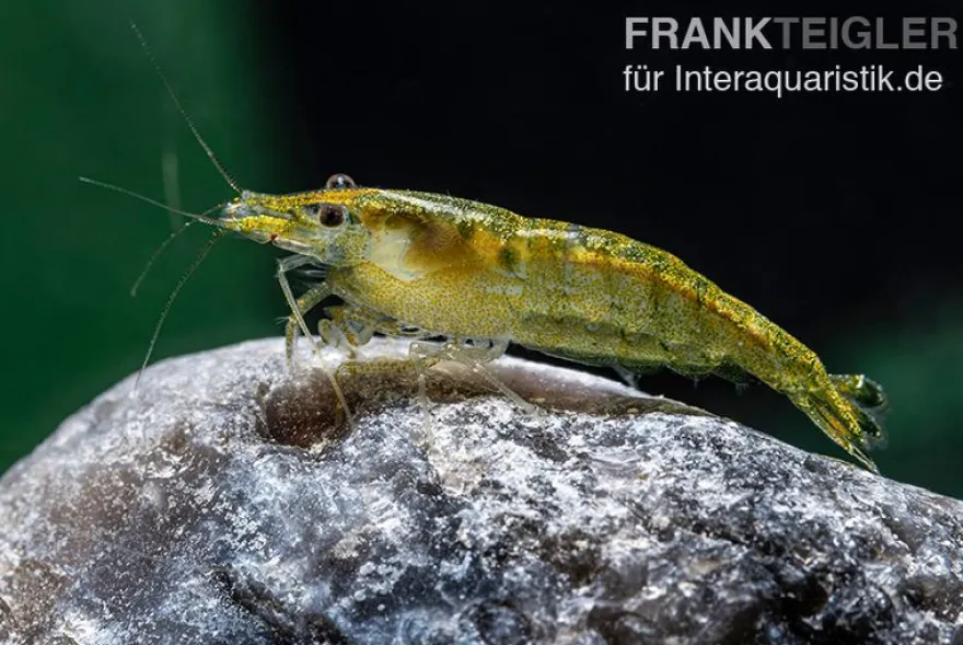 Green Fire Shrimp, Neocaridina davidi "Green Fire"
