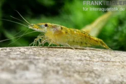 Green Fire Shrimp, Neocaridina davidi