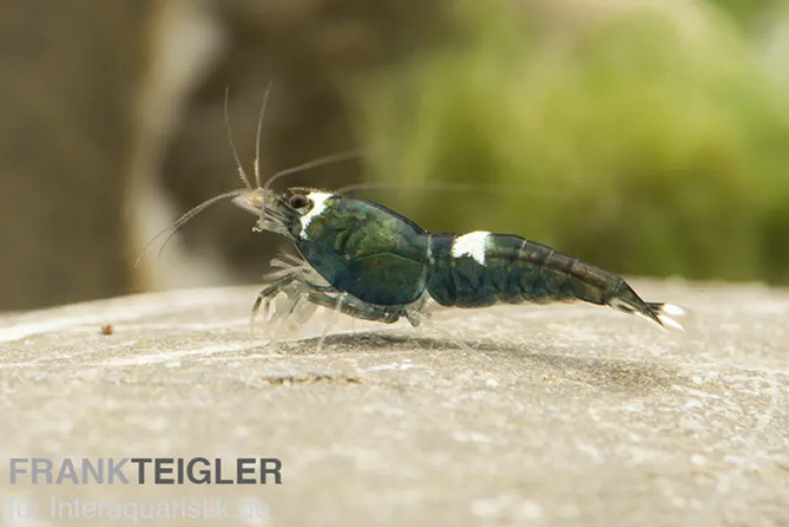 Green Hulk Garnele, Caridina logemanni Green Hulk (Taiwan Bee)