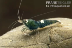 Green Hulk Garnele, Caridina logemanni Green Hulk (Taiwan Bee)