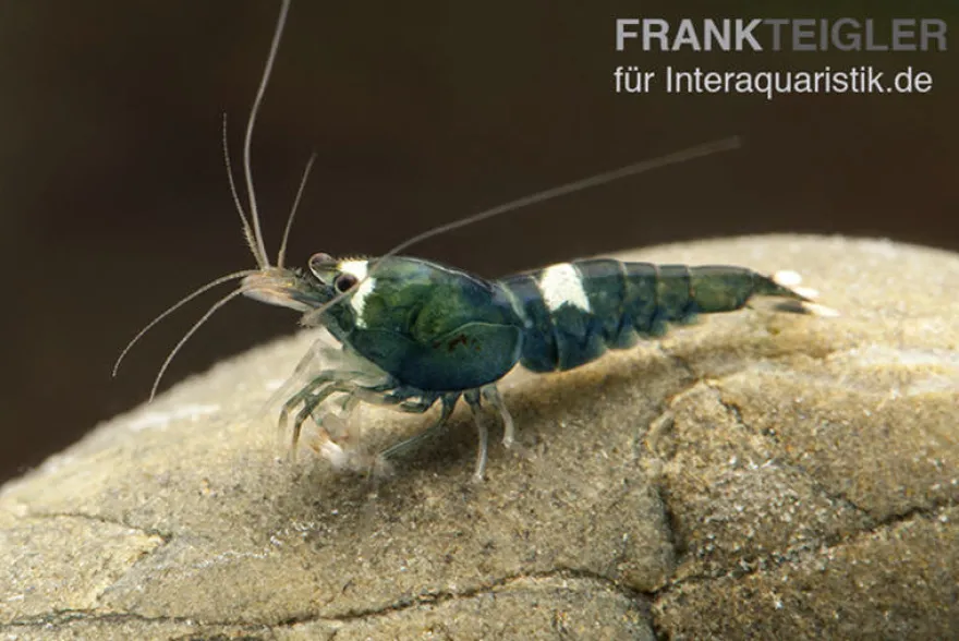 Green Hulk Garnele, Caridina logemanni Green Hulk (Taiwan Bee)