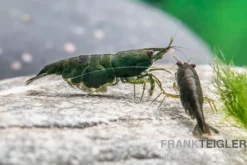 Green Jade Garnele, Neocaridina davidi