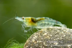 Green Jelly Garnele, Neocaridina davidi "Green Jelly"