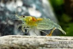 Green Jelly Garnele, Neocaridina davidi 