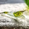 Green Rili Shrimp, Neocaridina davidi
