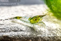 Green Rili Shrimp, Neocaridina davidi