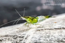 Green Rili Shrimp, Neocaridina davidi
