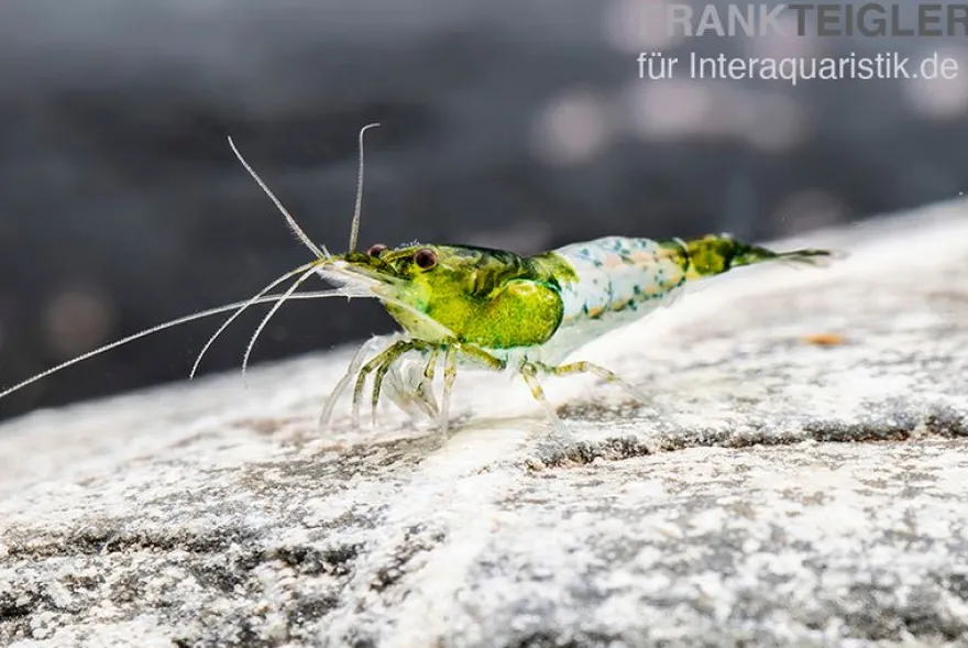 Green Rili Shrimp, Neocaridina davidi