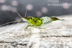 Green Rili Shrimp, Neocaridina davidi