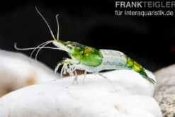 Green Rili Shrimp, Neocaridina davidi
